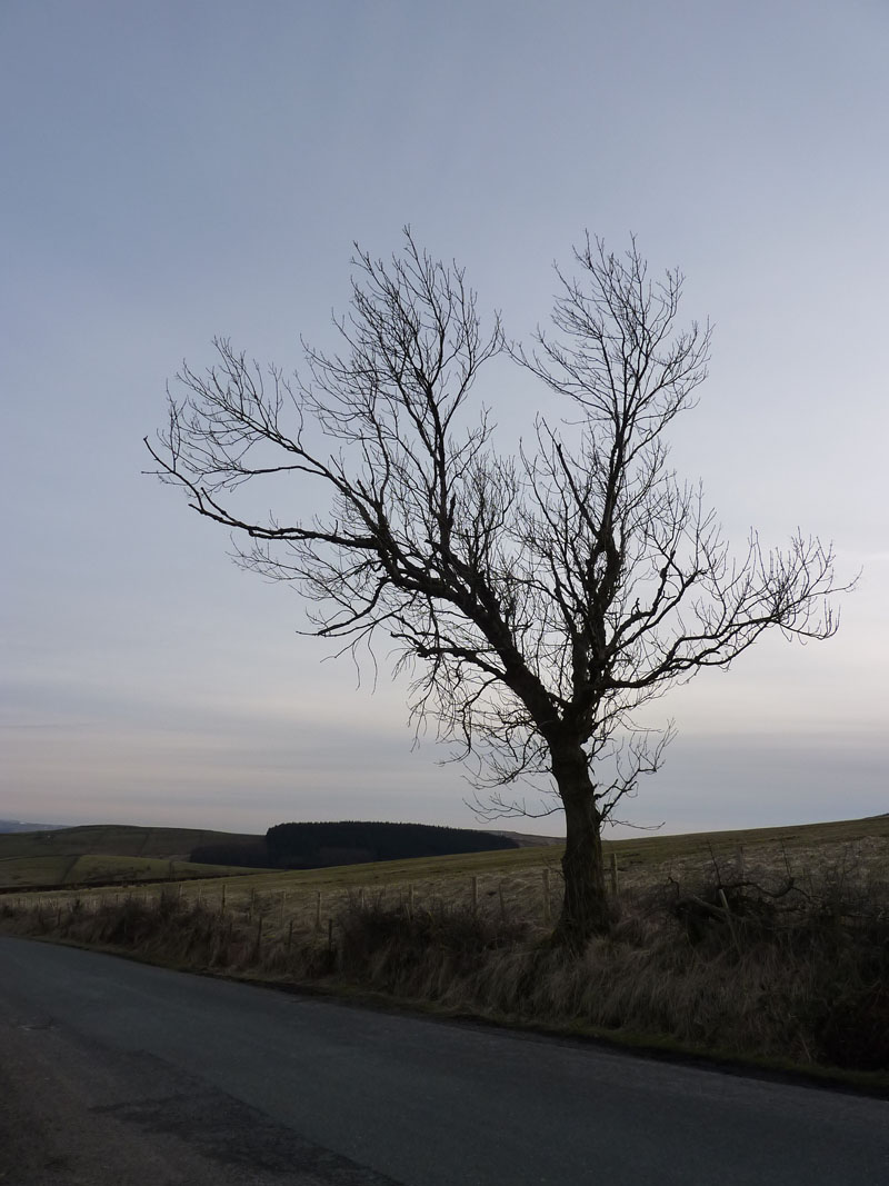 Tree Pendle Hill